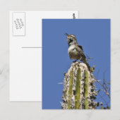 Cactus Wren Briefkaart (Voorkant / Achterkant)