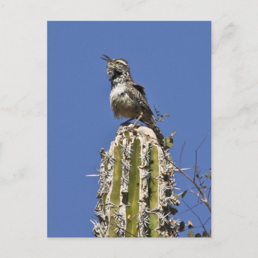 Cactus Wren Briefkaart (Voorkant)