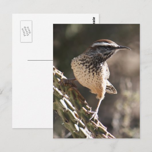 Cactus Wren Briefkaart (Voorkant / Achterkant)