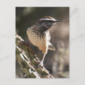 Cactus Wren Briefkaart (Voorkant)