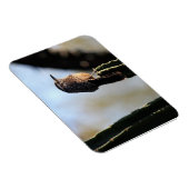 Cactus Wren foto magneet (Rechterzijde)