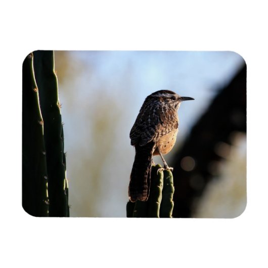 Cactus Wren foto magneet (Horizontaal)