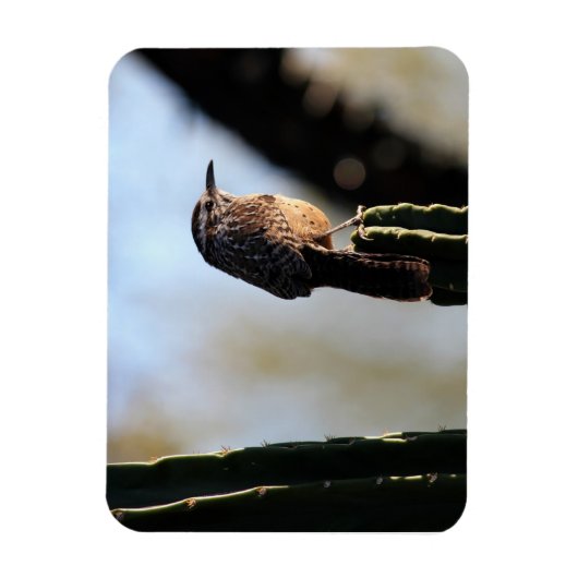 Cactus Wren foto magneet (Verticaal)