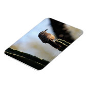 Cactus Wren foto magneet (Linkerzijde)