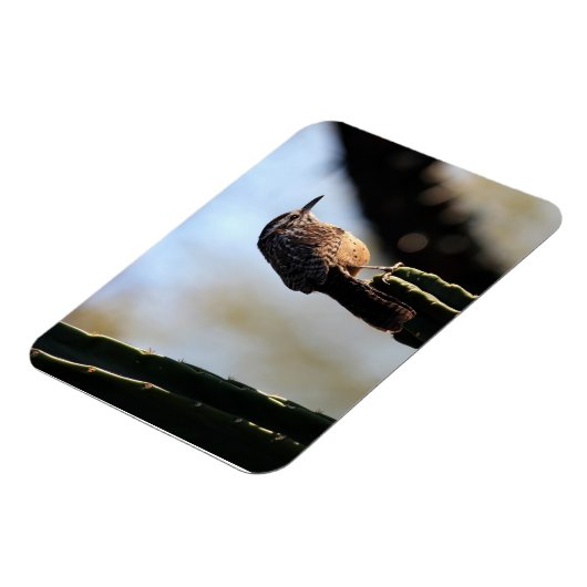 Cactus Wren foto magneet (Linkerzijde)