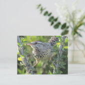 Cactus Wren op het Briefkaart van Ocotillo (Staand voorkant)