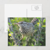 Cactus Wren op het Briefkaart van Ocotillo (Voorkant / Achterkant)