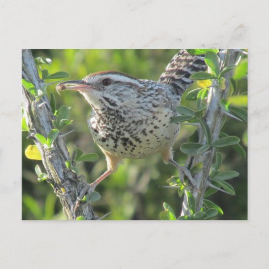 Cactus Wren op het Briefkaart van Ocotillo (Voorkant)