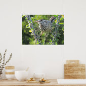 Cactus Wren op het Poster van Ocotillo (Keuken)