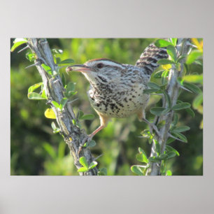 Cactus Wren op het Poster van Ocotillo