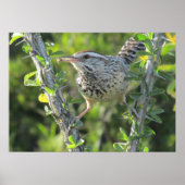 Cactus Wren op het Poster van Ocotillo (Voorkant)