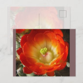 Cactusbloem Ansichtkaart Briefkaart (Voorkant / Achterkant)