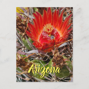 Cactusbloem met Bij, Arizona Ansichtkaart Briefkaart
