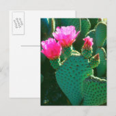Cactusbloemen van de Beavertail Briefkaart (Voorkant / Achterkant)