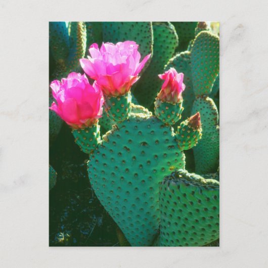 Cactusbloemen van de Beavertail Briefkaart (Voorkant)