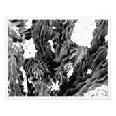Cactusfoto met hoog contrast in zwart-wit foto afdruk (Voorkant)