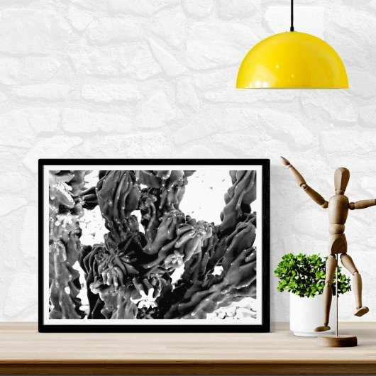 Cactusfoto met hoog contrast in zwart-wit foto afdruk