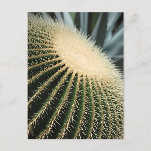 Cactuskaart Briefkaart (Voorkant)