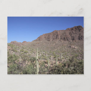 Cactuslandschap Briefkaart