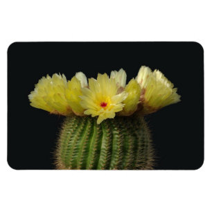 Cactusmagneet Magneet