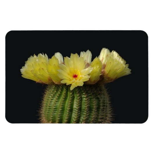 Cactusmagneet Magneet (Horizontaal)