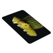 Cactusmagneet Magneet (Rechterzijde)