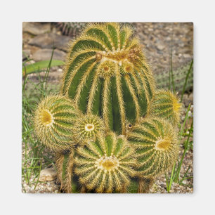 Cactusmagneet Magneet