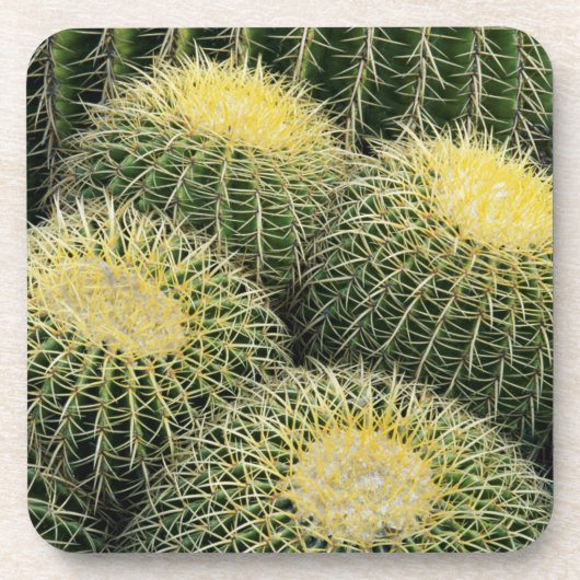 Cactuspatroon Bier Onderzetter (Voorkant)
