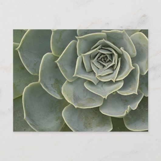 Cactuspatroon Briefkaart (Voorkant)