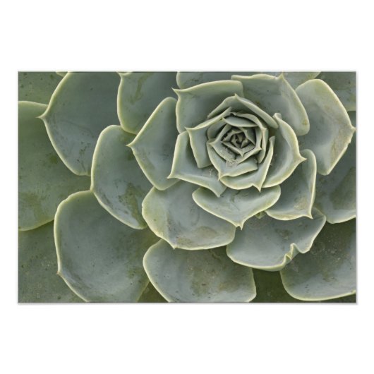 Cactuspatroon Foto Afdruk (Voorkant)