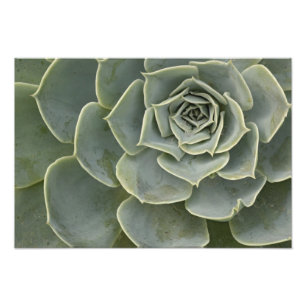 Cactuspatroon Foto Afdruk