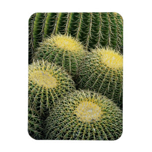 Cactuspatroon Magneet