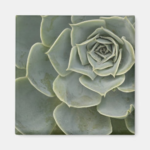 Cactuspatroon Magneet