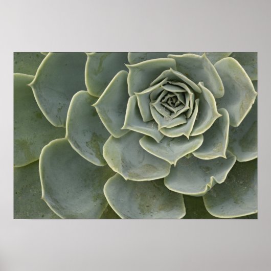 Cactuspatroon Poster (Voorkant)