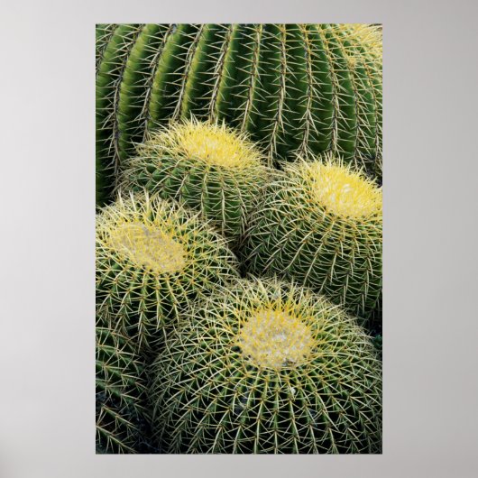 Cactuspatroon Poster (Voorkant)