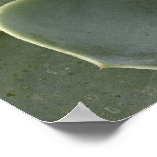 Cactuspatroon Poster (Hoek)