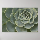 Cactuspatroon Poster (Voorkant)