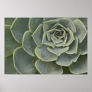 Cactuspatroon Poster
