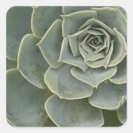 Cactuspatroon Vierkante Sticker (Voorkant)