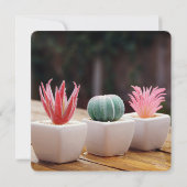 Cactussen (Achterkant)