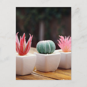 Cactussen Briefkaart