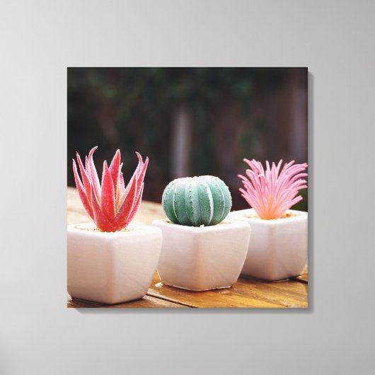 Cactussen Canvas Afdruk (Voorkant)