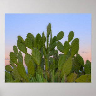 Cactussen en sisal in droge bossen poster