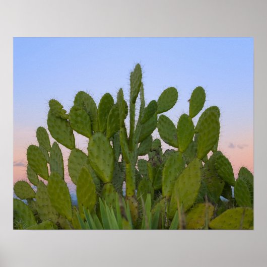 Cactussen en sisal in droge bossen poster (Voorkant)