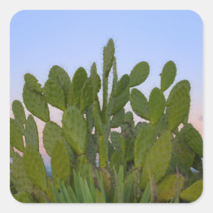 Cactussen en sisal in Droog Woud Vierkante Sticker