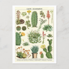 cactussen en vetplanten Botanische tekening Briefkaart