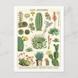 cactussen en vetplanten Botanische tekening Briefkaart