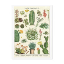  cactussen en vetplanten Botanische tekening