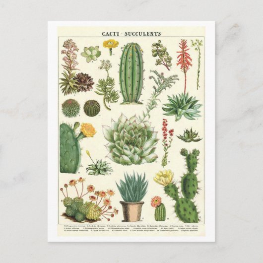  cactussen en vetplanten Botanische tekening Briefkaart (Voorkant)