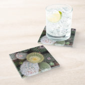 Cactussen glazen Onderzetters (Schuin)